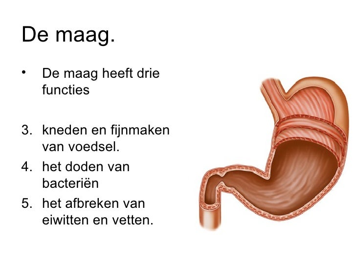 wat is de functie van de maag